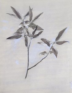Under-surface of a dried Spray of Olive, gathered at Verona by John Ruskin